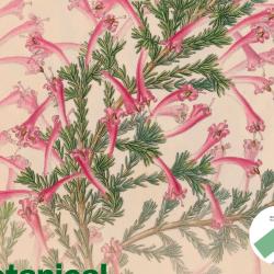 Exhibition: Botanical Revolutions 1776-1848, Library & Archives, Royal Botanic Gardens, Kew, 1 April-19 June 2025