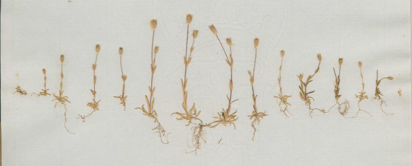 Examples of Monechia erecta collected by John Stevens Henslow around 1830. Cambridge University Herbarium Examples of Monechia erecta collected by John Stevens Henslow around 1830. Cambridge University Herbarium