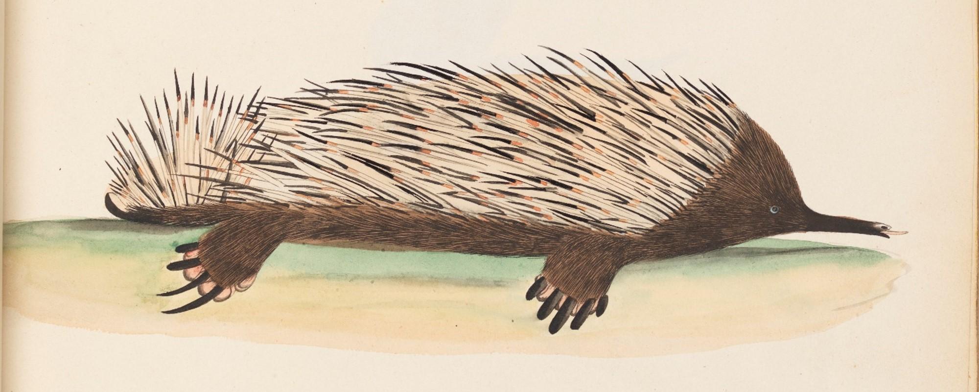 A watercolour image of an echidna, c. 1800. This early image of a monotreme mammal is now held by the State Library of New South Wales, 'The Lambert Drawings', folio 10. A watercolour image of an echidna, c. 1800. This early image of a monotreme mammal is now held by the State Library of New South Wales, 'The Lambert Drawings', folio 10.