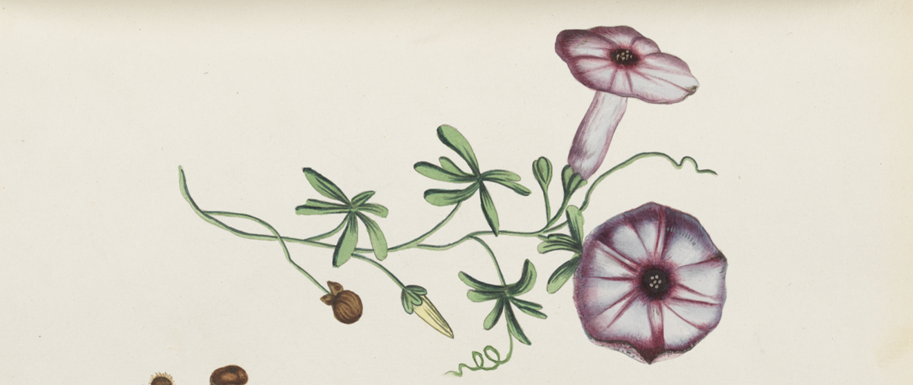 'A Creeper', from volume 5 of 'The Lambert Drawings', Drawings of plants of New South Wales. State Library of New South Wales. 