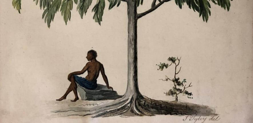 Illustration by John Tyley from around 1800 depicting the breadfruit tree. By kind permission of the Linnean Society of London. 