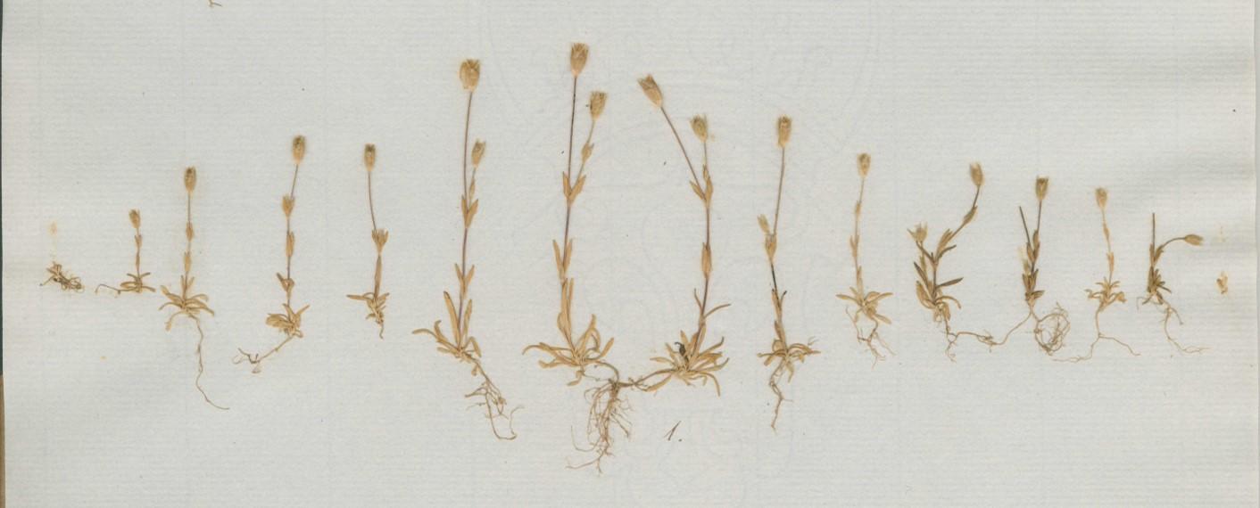 Examples of Monechia erecta collected by John Stevens Henslow around 1830. Cambridge University Herbarium