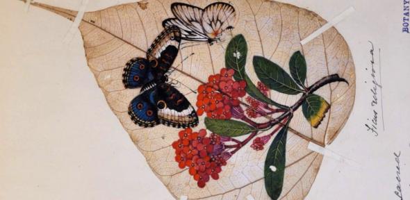 A nineteenth century botanical specimen and painting produced and sold in Canton for the tourist market. Cambridge University Herbarium.