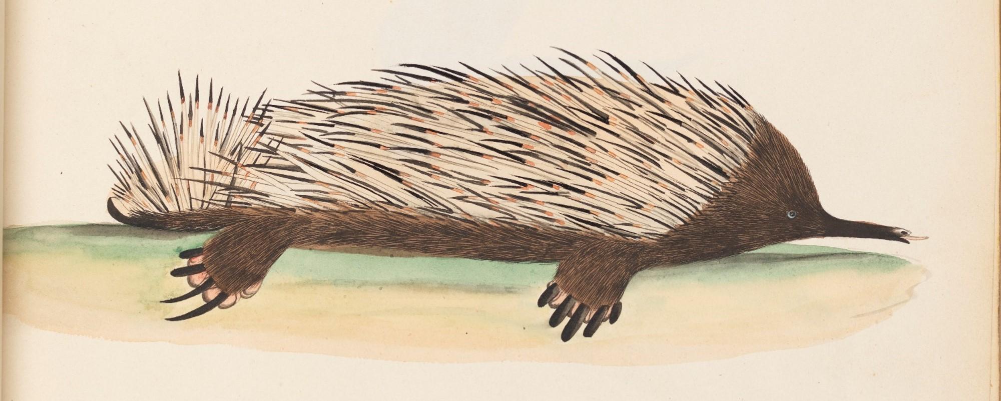 A watercolour image of an echidna, c. 1800. This early image of a monotreme mammal is now held by the State Library of New South Wales, 'The Lambert Drawings', folio 10. 